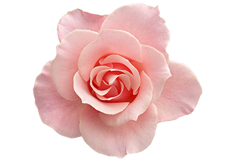 LM FLOWER