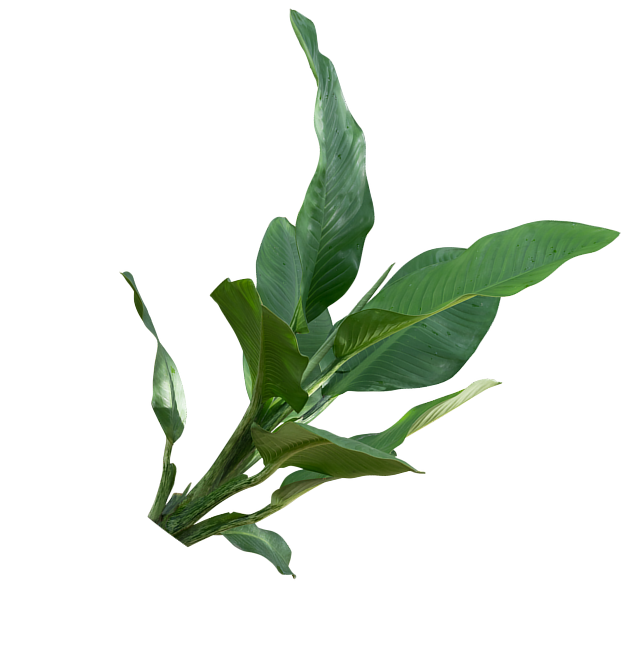 image of some decorative leaves