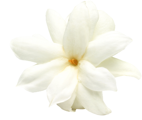 white-flower 
